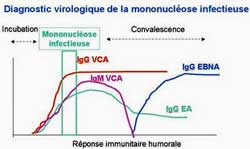 EBV and CFS