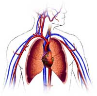 heart, EBV and CFS