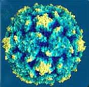 Epstein Barr Virus in chronic fatigue syndrome