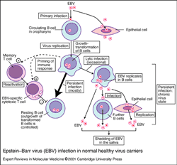 EBV in CFS