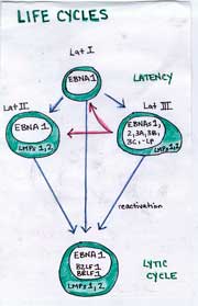 Epstein-Barr virus in chronic fatigue syndrome