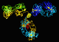 antibodies in chronic fatigue syndrome