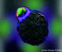 Natural Killer Cell