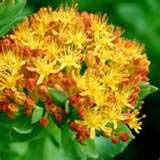 Rhodiola Rosea