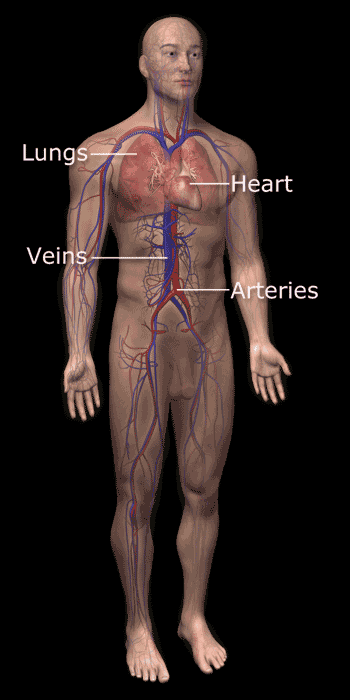 cardiovascular system