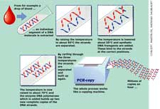 1410-pcr.jpg