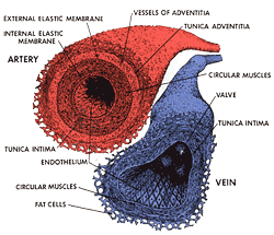 1636-Bloodvessel..gif