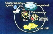 3241 Oncogene.