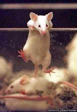 Mice and XMRV in CFS