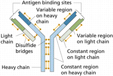 4694-ANTIBODY.png