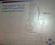 4775-PhylogeneticsSantaRosaTalk.JPG