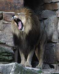 4931-lion.jpg