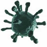 Varicella-zoster virus, shingles and CFS - the herpesvirus for CFS?