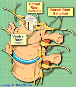 Dorsal Root Ganglia - Ground Zero for chronic fatigue syndrome?