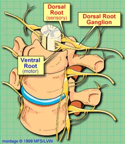 6104-DorsalRootGanglia.jpg